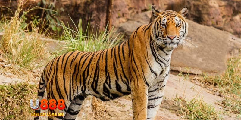 w88 ax xổ số miền nam thứ năm