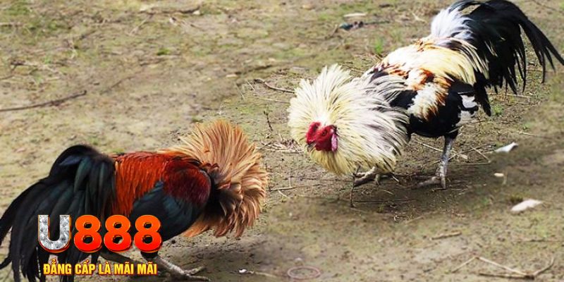 w88 ax đánh baccarat là gì